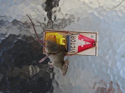 rodent trapping